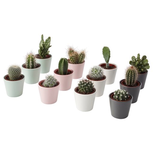 CACTACEAE, potted plant with pot,Cactus, 704.020.32