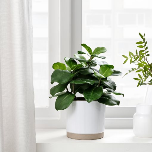 FEJKA, artificial potted plant in/outdoor, Clusia 12 cm, 704.933.48