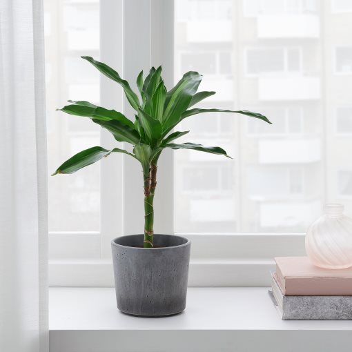BOYSENBÄR, plant pot in/outdoor, 9 cm, 904.782.76
