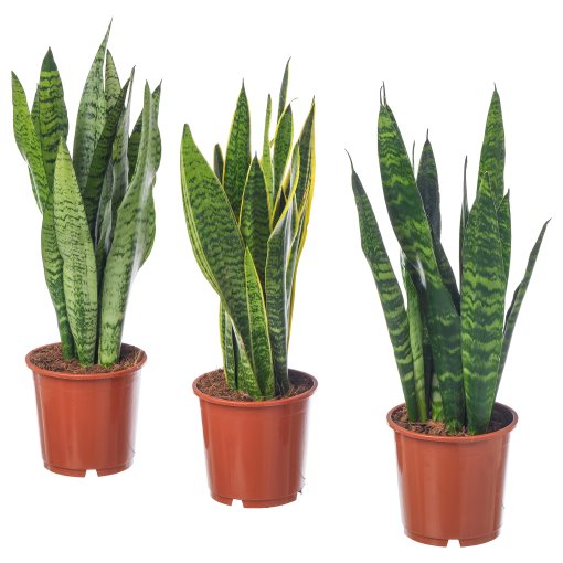 SANSEVIERIA TRIFASCIATA, potted plant, Mother-in-laws tongue, 004.210.29