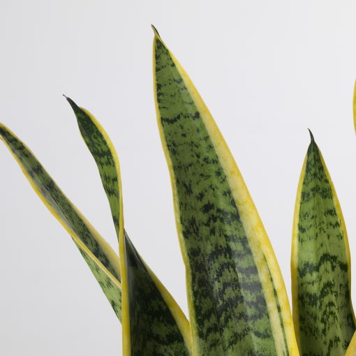 SANSEVIERIA TRIFASCIATA, potted plant, Mother-in-laws tongue, 004.210.29