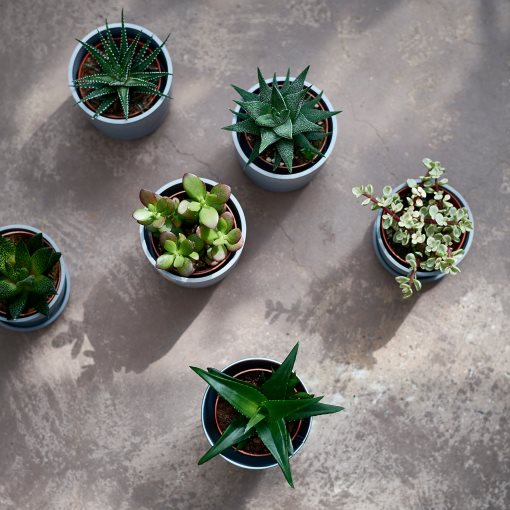 SUCCULENT, Φυτό, 103.110.06