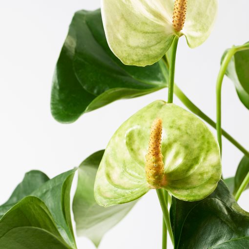 ANTHURIUM, potted plant/Flamingo, 12 cm, 204.449.06