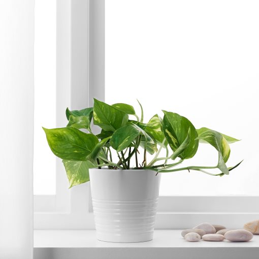 EPIPREMNUM, potted plant/Golden Pothos, 12 cm, 205.281.90