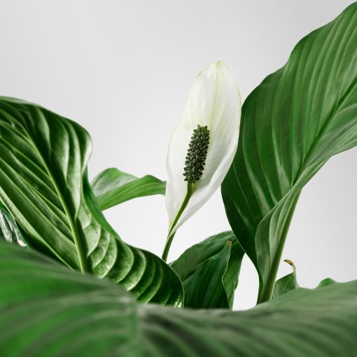 SPATHIPHYLLUM, potted plant, Peace lily, 601.449.01