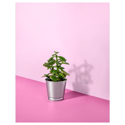 BINTJE, plant pot, 803.341.27