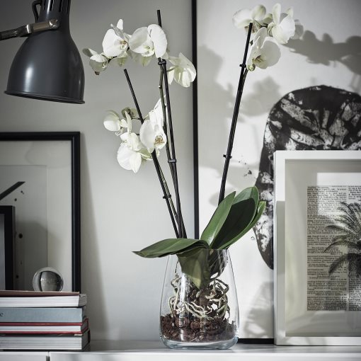 PHALAENOPSIS, Φυτό, Ορχιδέα 2 βλαστοί, 103.033.65