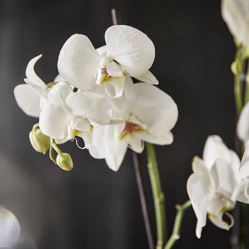 PHALAENOPSIS, Φυτό, Ορχιδέα 2 βλαστοί, 103.033.65