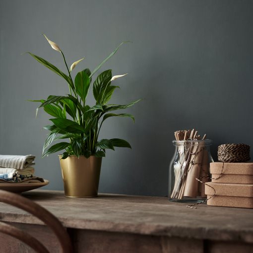 SPATHIPHYLLUM, potted plant, Peace lily, 601.449.01