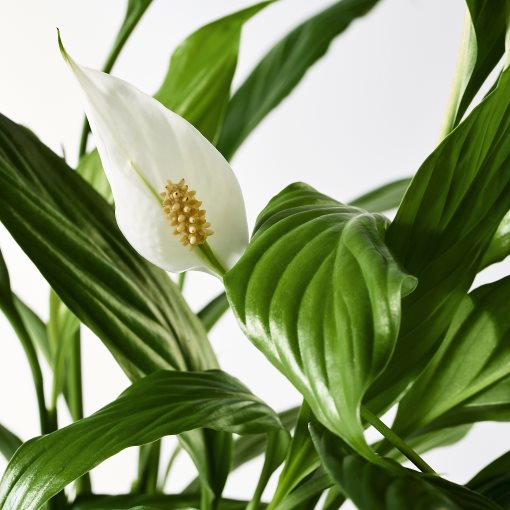 SPATHIPHYLLUM, potted plant, Peace lily, 601.449.01