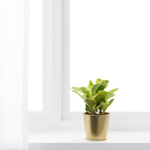 DAIDAI, plant pot, 703.594.01