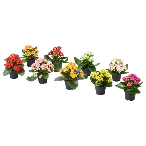 KALANCHOE, potted plant/Flaming Katy, 6 cm, 005.822.96