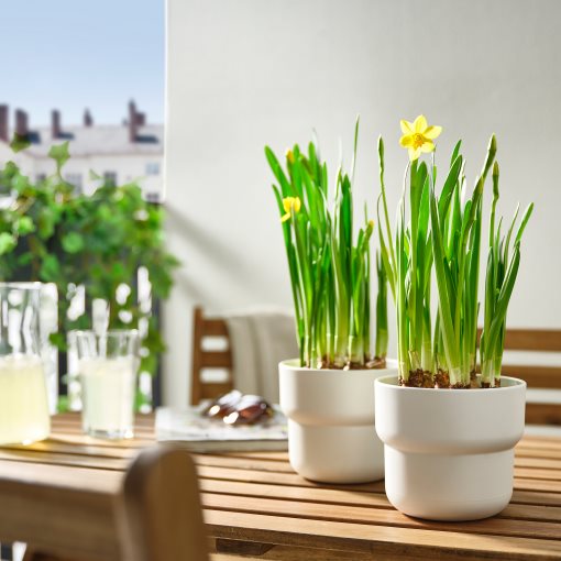 NARCISSUS, potted plant/Narcissus, 12 cm, 005.930.87