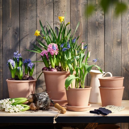 NARCISSUS, potted plant/Narcissus, 12 cm, 005.930.87