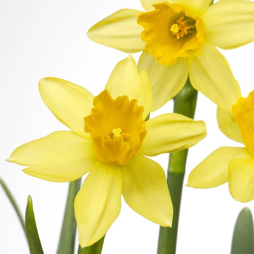NARCISSUS, potted plant/Narcissus, 12 cm, 005.930.87