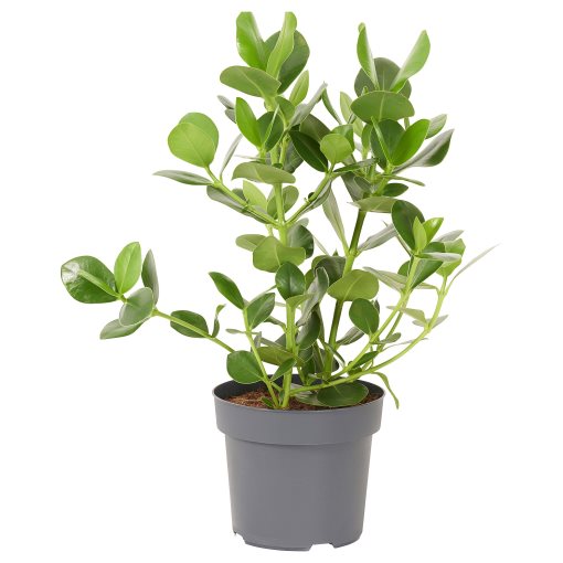 CLUSIA, potted plant/Clusia, 24 cm, 005.941.95