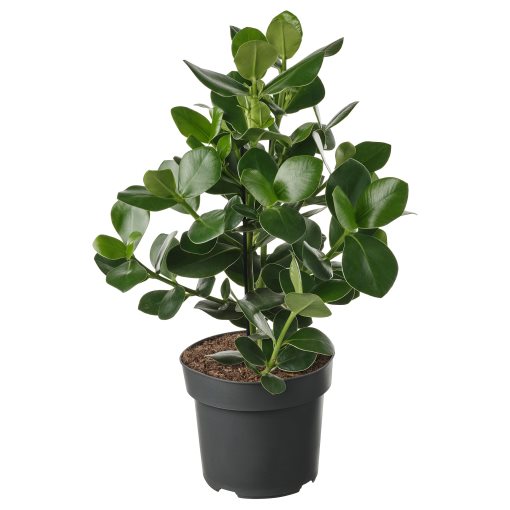 CLUSIA, potted plant/Clusia, 24 cm, 005.941.95