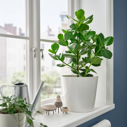 CLUSIA, potted plant/Clusia, 24 cm, 005.941.95