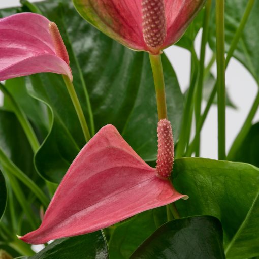 ANTHURIUM, potted plant/Flamingo, 17 cm, 006.041.37