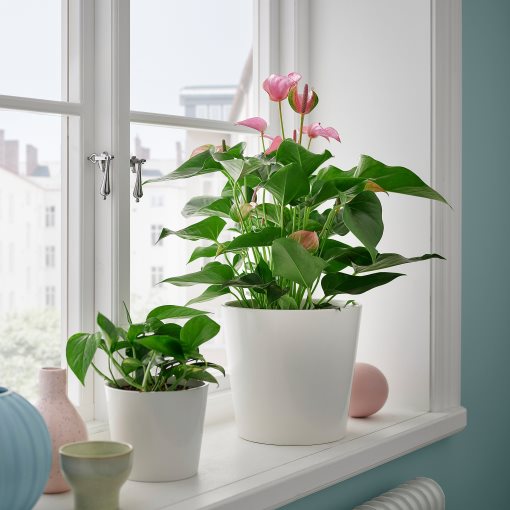 ANTHURIUM, potted plant/Flamingo, 17 cm, 006.041.37