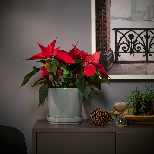 POINSETTIA, φυτό σε γλάστρα/Αλεξανδρινό, 13 cm, 006.126.27
