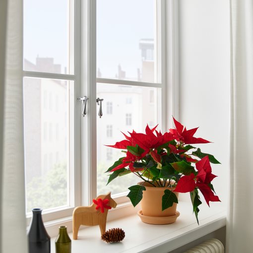 POINSETTIA, φυτό σε γλάστρα/Αλεξανδρινό, 13 cm, 006.126.27