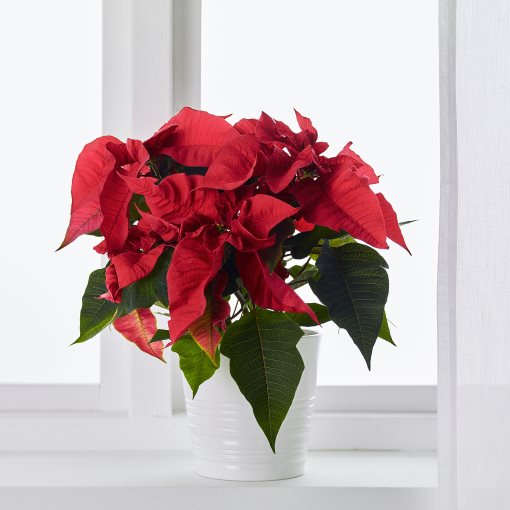 POINSETTIA, φυτό σε γλάστρα/Αλεξανδρινό, 13 cm, 006.126.27