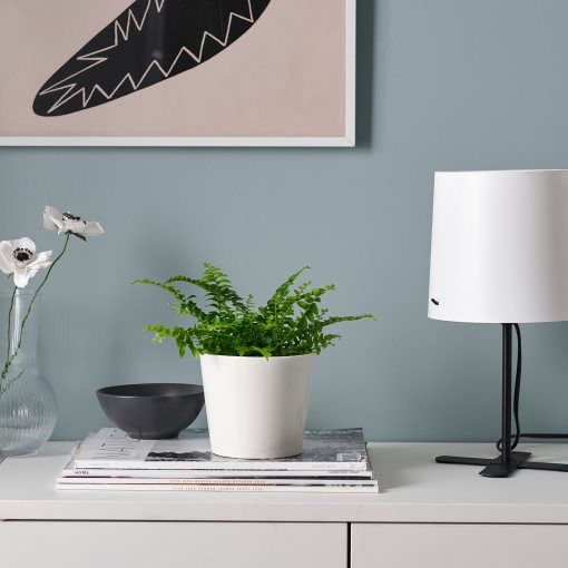 NEPHROLEPIS, potted plant/Boston fern, 9 cm, 006.307.73