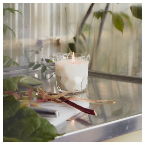BASTUA, scented candle in glass/Rhubarb elderflower, 35 hr, 105.426.05