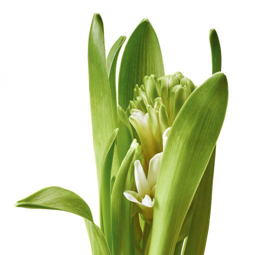 HYACINTHUS, potted plant/1 bulb Hyacinth, 8 cm, 106.126.03