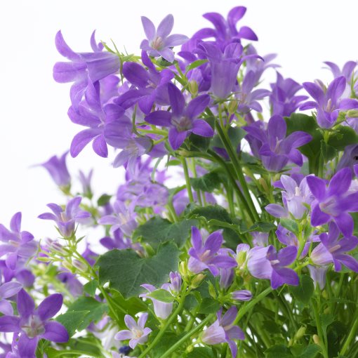 CAMPANULA, potted plant/Bell flower, 10.5 cm, 106.127.59