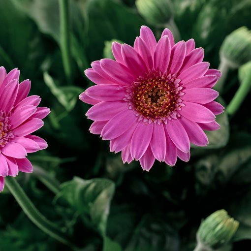 GERBERA, φυτό σε γλάστρα, ζέρμπερα, 106.240.07