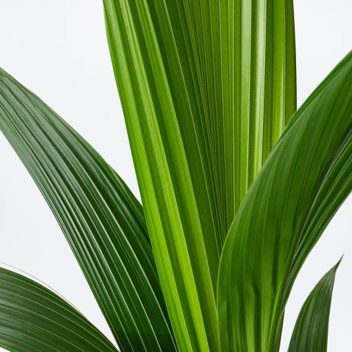 COCOS NUCIFERA, potted plant /Coconut palm, 19 cm, 201.674.85