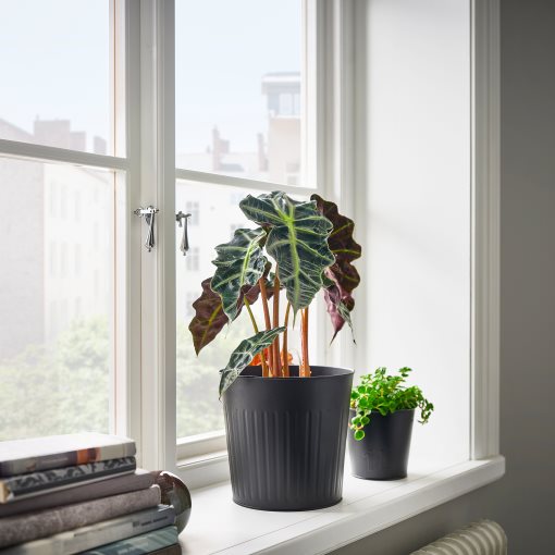 CITRONMELISS, plant pot in/outdoor, 19 cm, 205.625.08