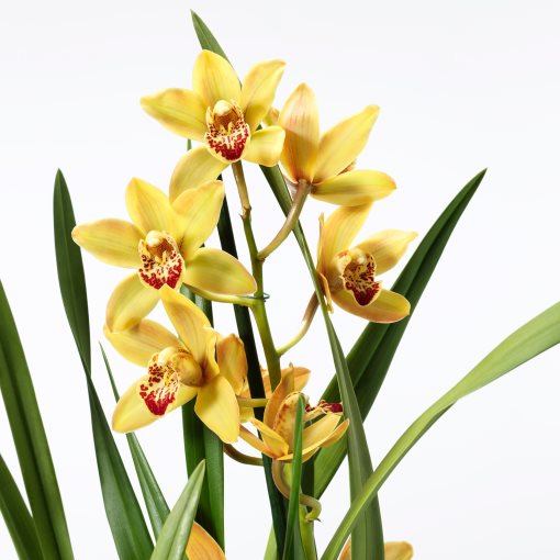 CYMBIDIUM, φυτό σε γλάστρα/Ορχιδέα, 12 cm, 205.878.39