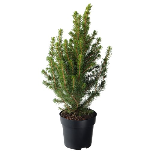PICEA GLAUCA, φυτό σε γλάστρα/Έλατο, 15 cm, 206.126.26