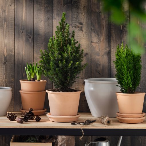 PICEA GLAUCA, φυτό σε γλάστρα/Έλατο, 15 cm, 206.126.26