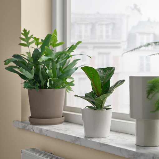 FICUS LYRATA, potted plant/Fiddle-leaf fig, 9 cm, 305.986.82