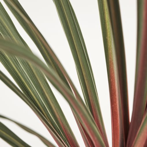 CORDYLINE INDIV, potted plant/Mountain cabbage tree, 17 cm, 306.041.31