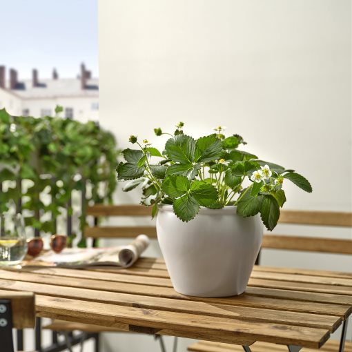 FRAGARIA, φυτό σε γλάστρα/φράουλα, 14 cm, 405.923.78