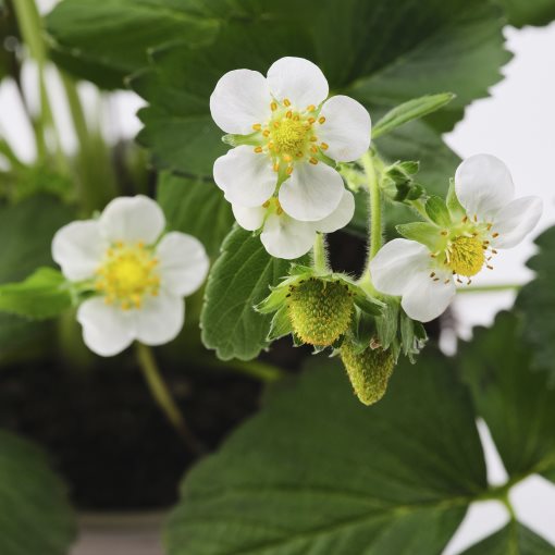 FRAGARIA, φυτό σε γλάστρα/φράουλα, 14 cm, 405.923.78