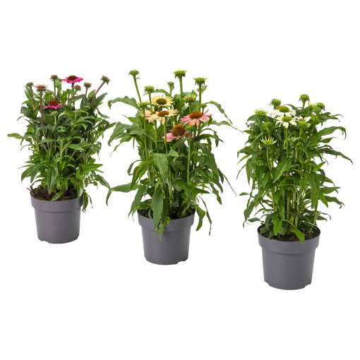 ECHINACEA, potted plant/coneflower, 17 cm, 405.923.83