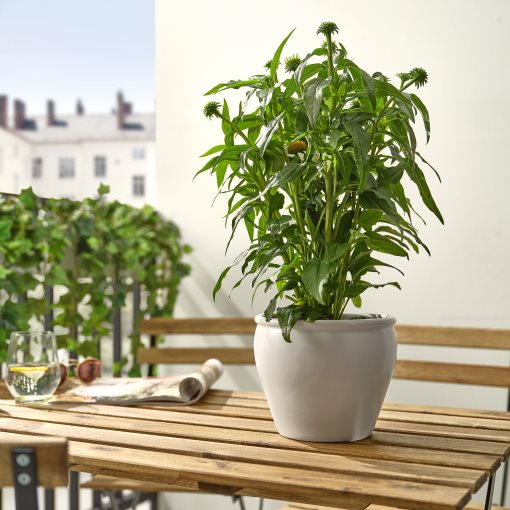 ECHINACEA, potted plant/coneflower, 17 cm, 405.923.83