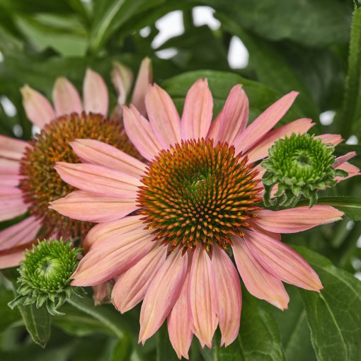 ECHINACEA, potted plant/coneflower, 17 cm, 405.923.83