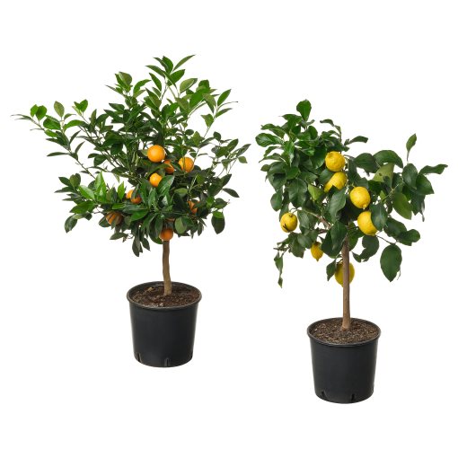 CITRUS, potted plant/Lemon tree, 19 cm, 405.935.61