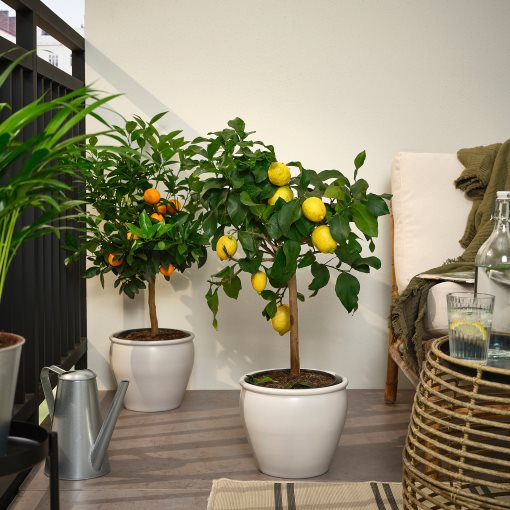 CITRUS, potted plant/Lemon tree, 19 cm, 405.935.61