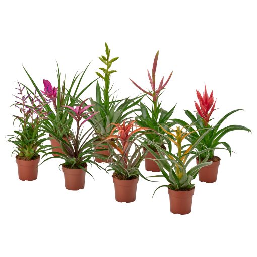 TILLANDSIA, φυτό σε γλάστρα/τιλάνσια, 12 cm, 405.982.38