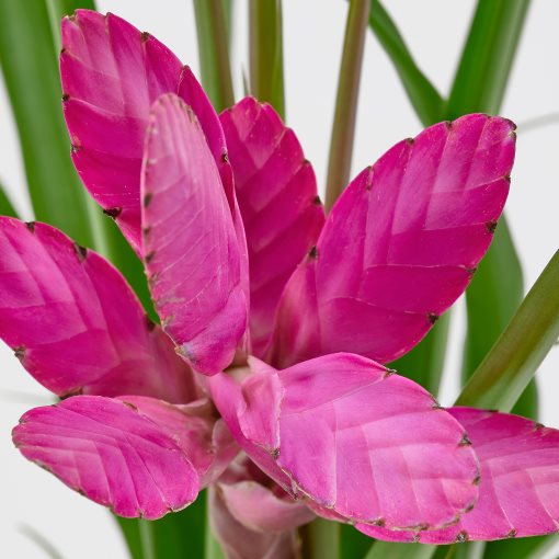 TILLANDSIA, φυτό σε γλάστρα/τιλάνσια, 12 cm, 405.982.38