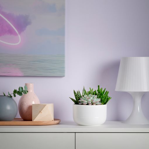 SUCCULENT, potted plant/Succulent, 14 cm, 405.986.86