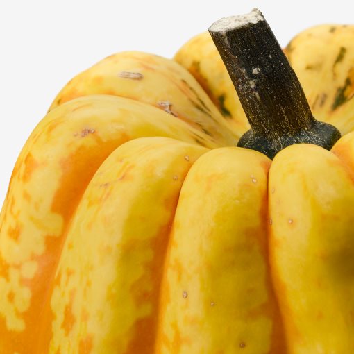 CUCURBITA, decoration pumpkin, 406.041.35